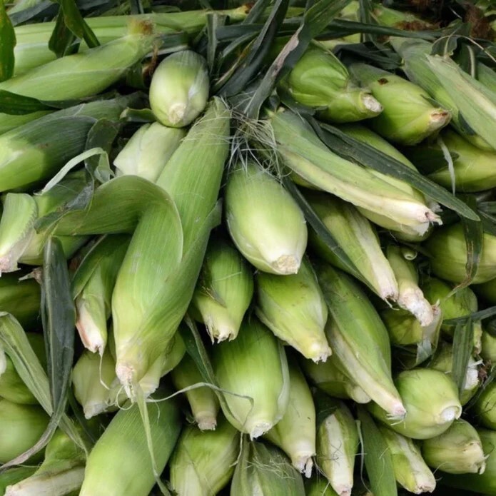 50pcs Sweet White Corn Seeds – Heirloom, Sweet, Open-Pollinated, Non-GMO.