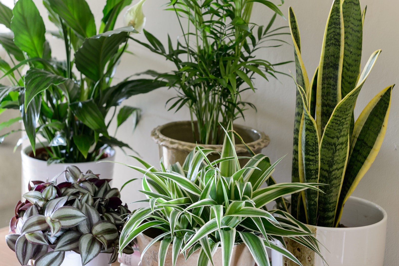 House Plants – Starter Plants – Rooted – 30-45 days old, 3″ to 8″ tall