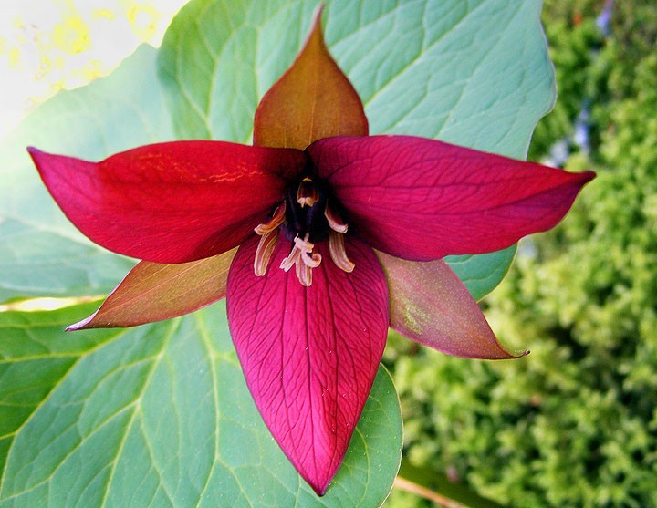 20 Red Trillium bulbs Wood Lily