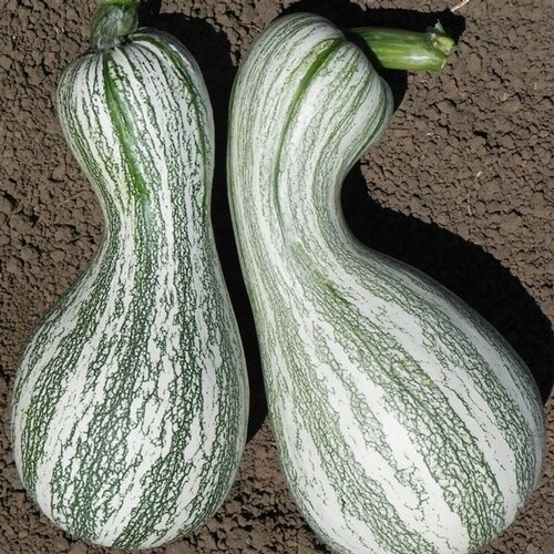 Cushaw, Green Striped 20 Heirloom Organic Non – Gmo Seeds (Sweet Potato Pumpkin)