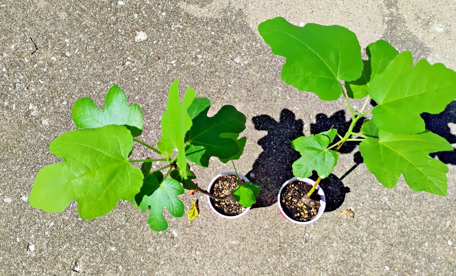 2 Italian 258 Fig Trees Ficus Carica 2 Healthy Cultivars 9″to 12″ H & 5″-7″ W
