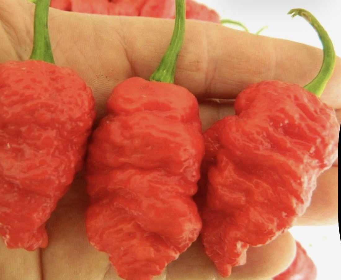Hot!! 5 Death Spiral Pepper Plants!! Healthy And Ready To Ship!!