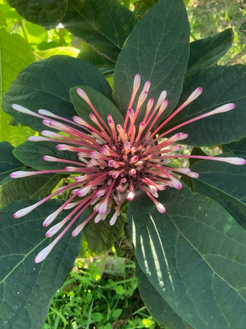 Starburst Clerodendrum – well rooted young seedling, sizes vary, without pot
