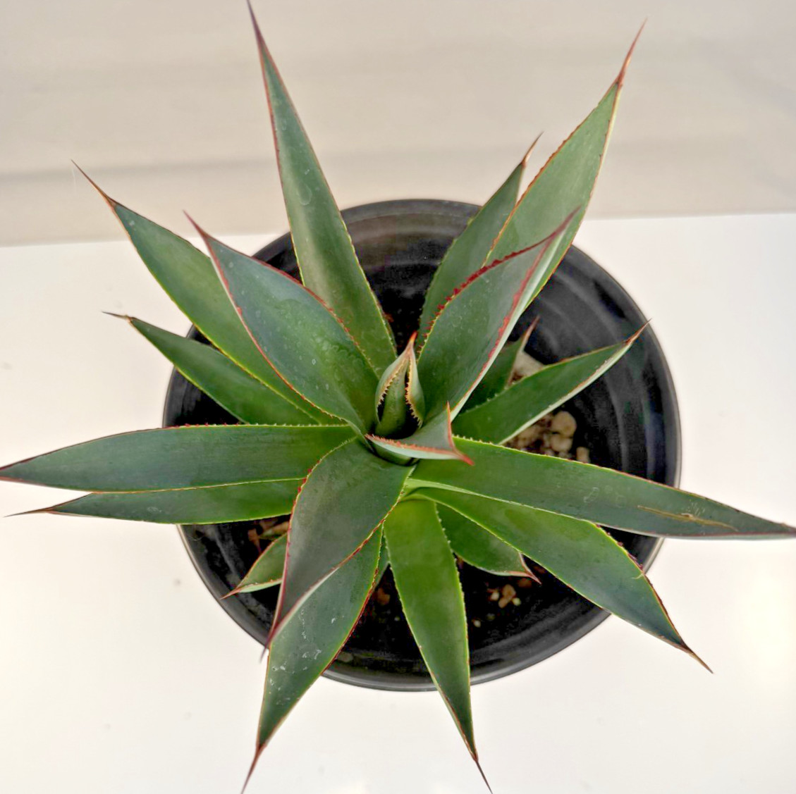 Agave Blue Glow Specimen Grade bare root plant – 4 Sizes Cactus Cacti Succulent