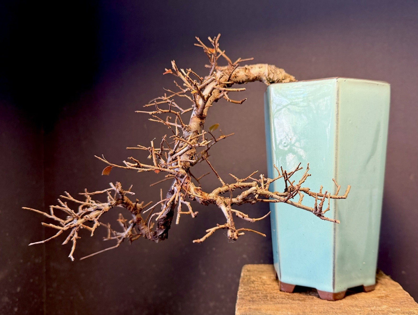 Bonsai Tree Cork Bark Chinese Elm Cascade From Root Cutting Quality Chinese Pot
