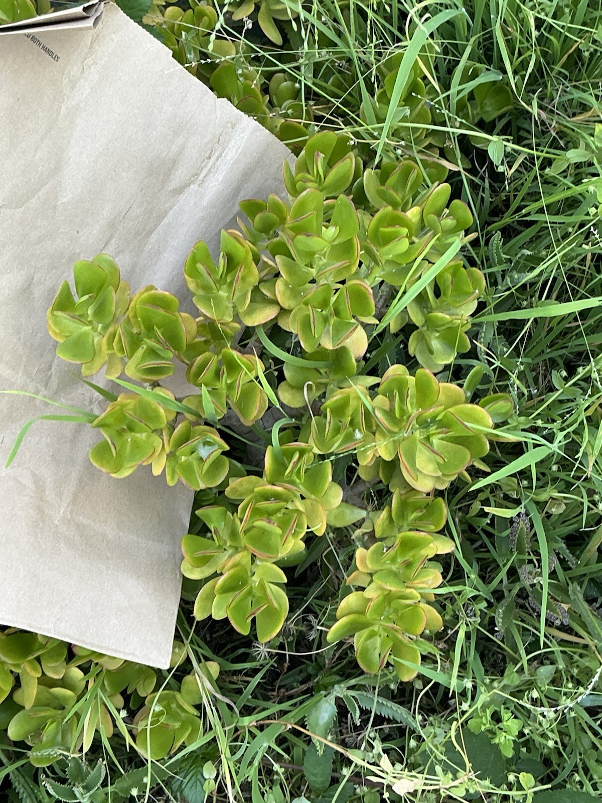 Healthy lush green Crassula Ovata Jade Plant cluster, Rooted 19” tall with roots