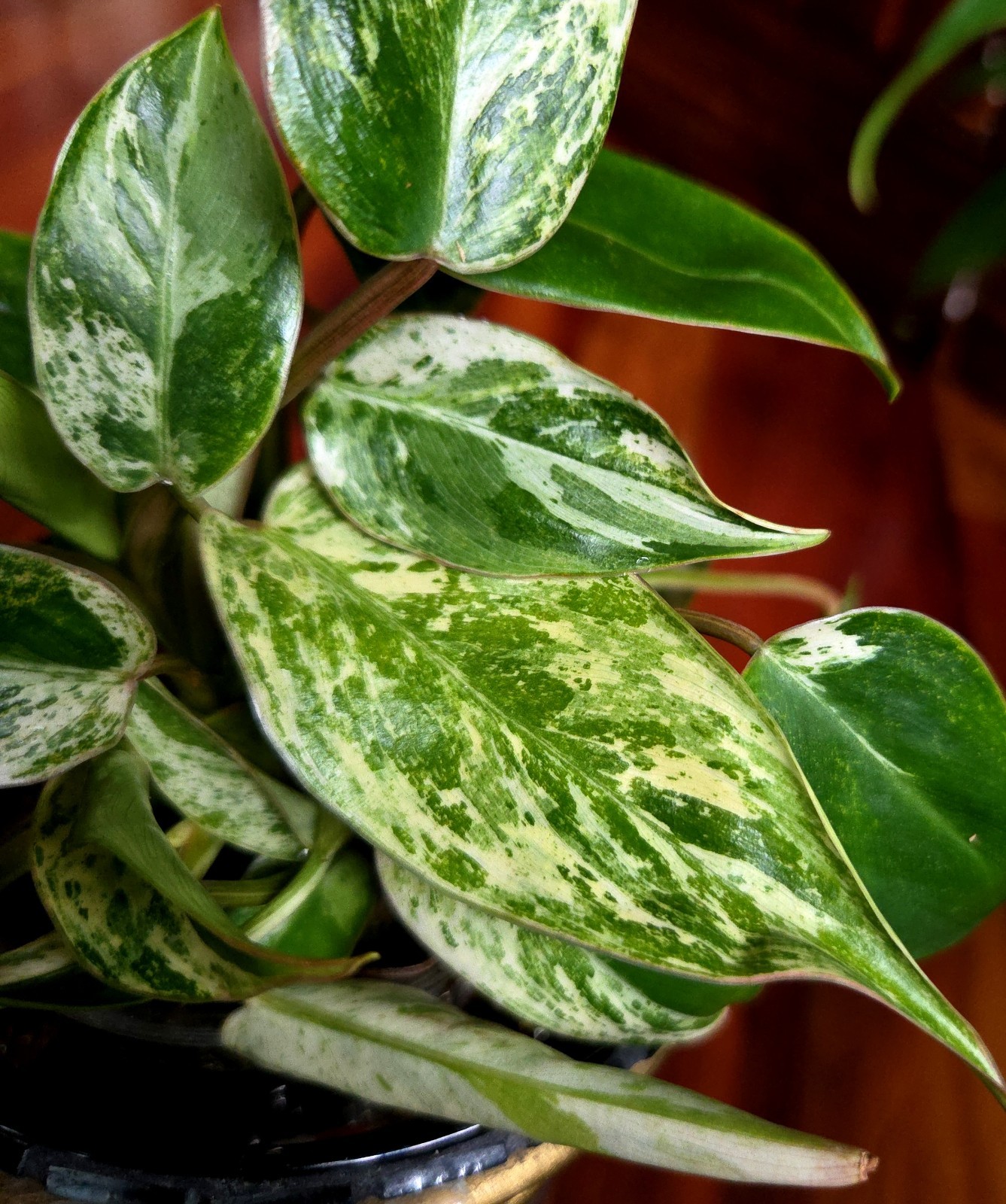 Rare Philodendron Emerald Ice King Clump 11″ Tall Not Monstera Anthurium