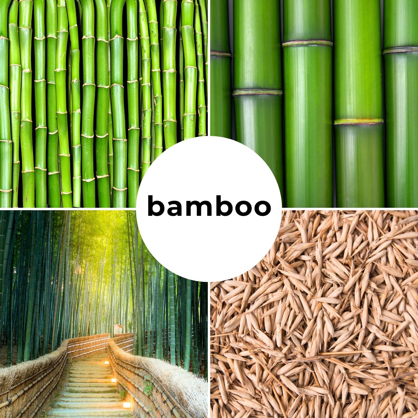 420 Giant Bamboo Seeds for Planting – Fast Growing Bamboo Ideal Privacy Scree…