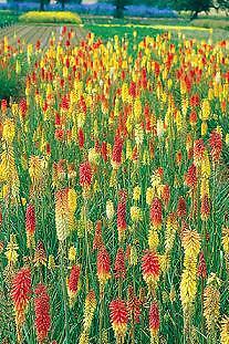 Kniphofia uvaria Pfitzer Hybrids 500 seeds