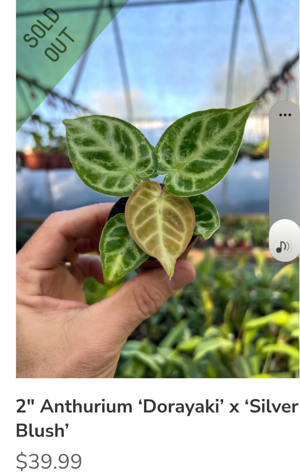 Rare XL Anthurium Dorayaki X Silver Blush 21″ Tall Not Philodendron Monstera