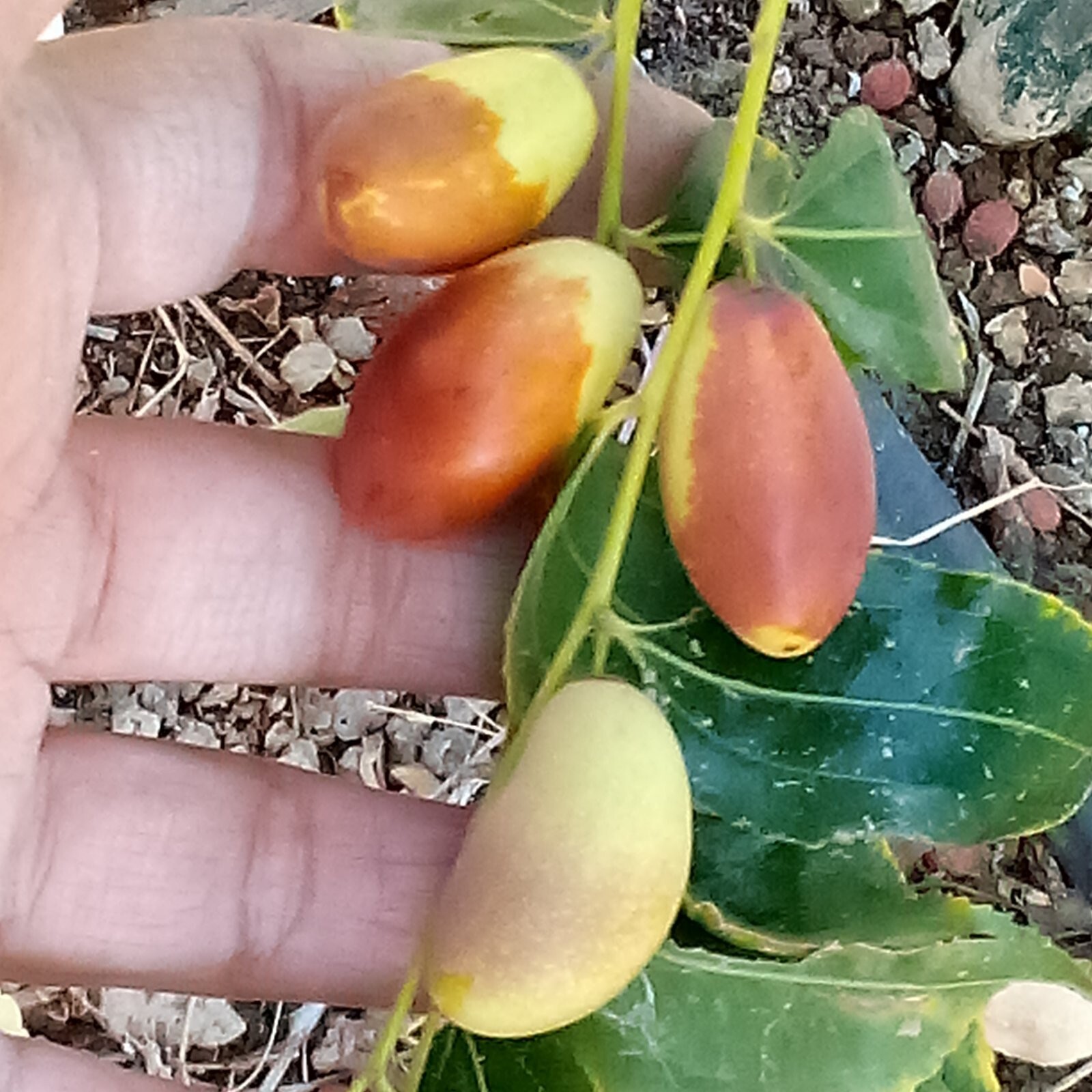 T614A (2) Tsao Jujube Tree 8″ Thin Cutting For Graft ScionWood/Scion/Bud NO-Root