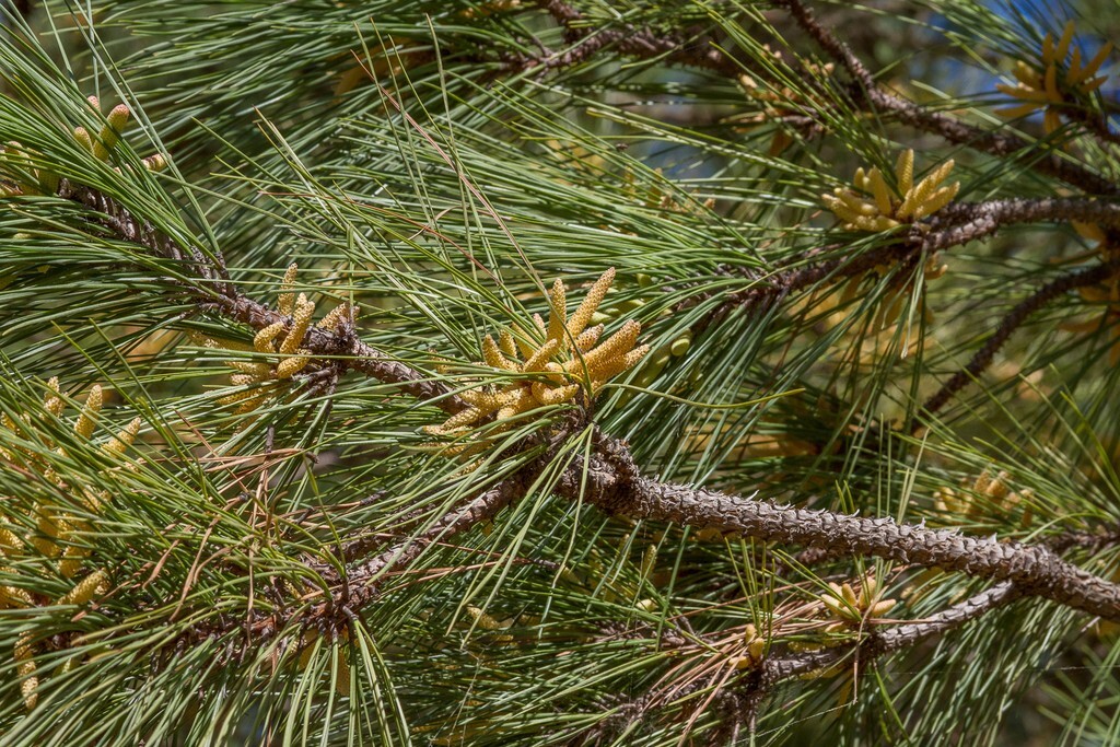 Loblolly Pine Tree | Premium Seeds | Pinus taeda | Plants’®