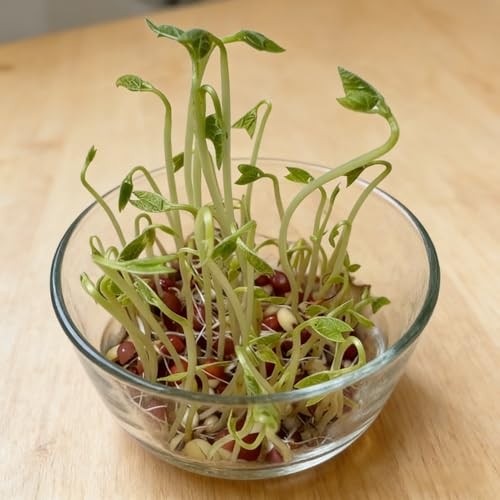 CarpetC 200+ Red Bean Seeds for Planting, Phaseolus vulgaris Heirloom Pole