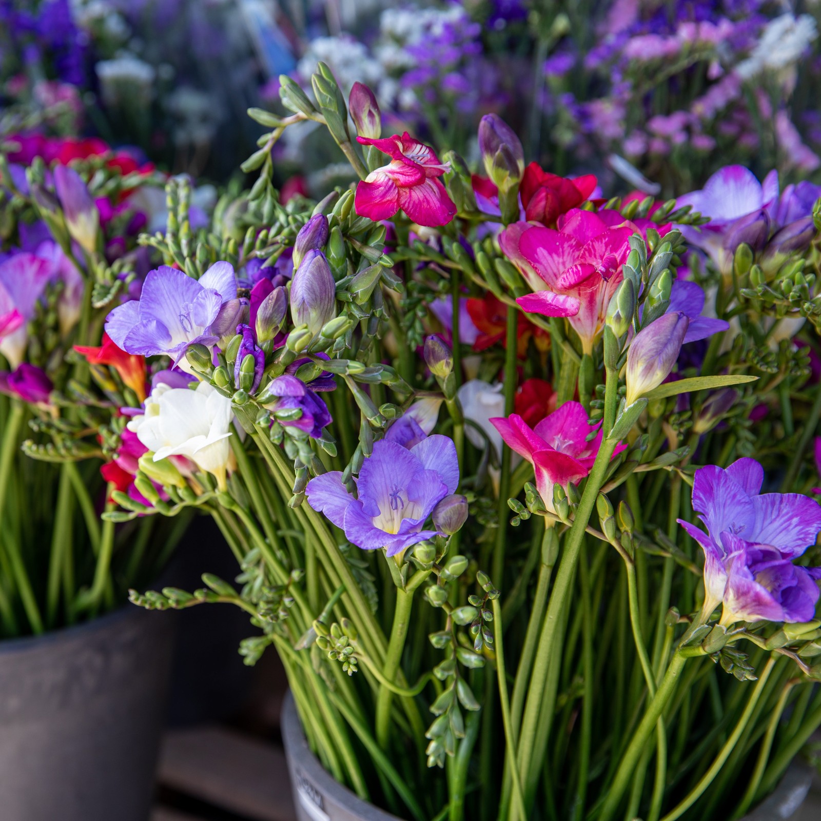 Freesia Berries & Cream Collection 45 Bulbs, Pink Violet & White Spring Flowers
