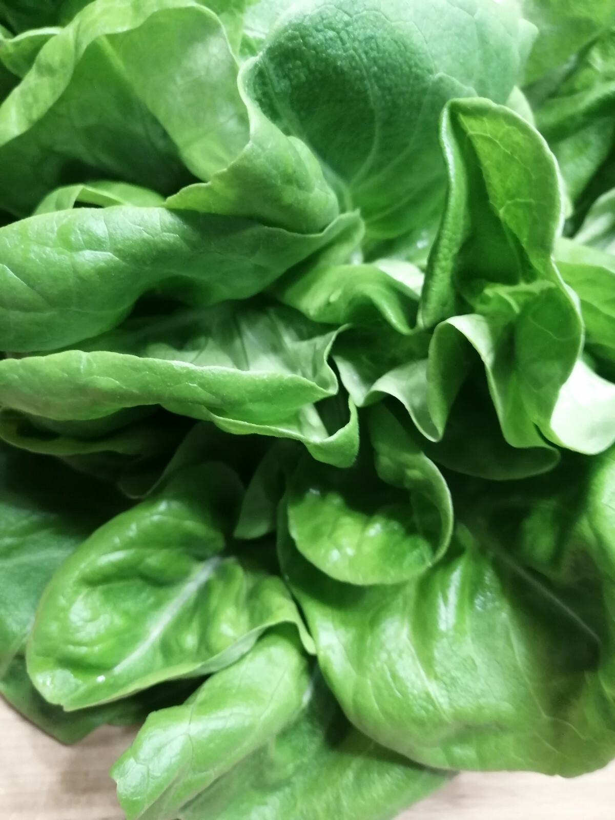 1000 Buttercrunch Butterhead Lettuce Vegetable Seeds Butter Head Container, Yard
