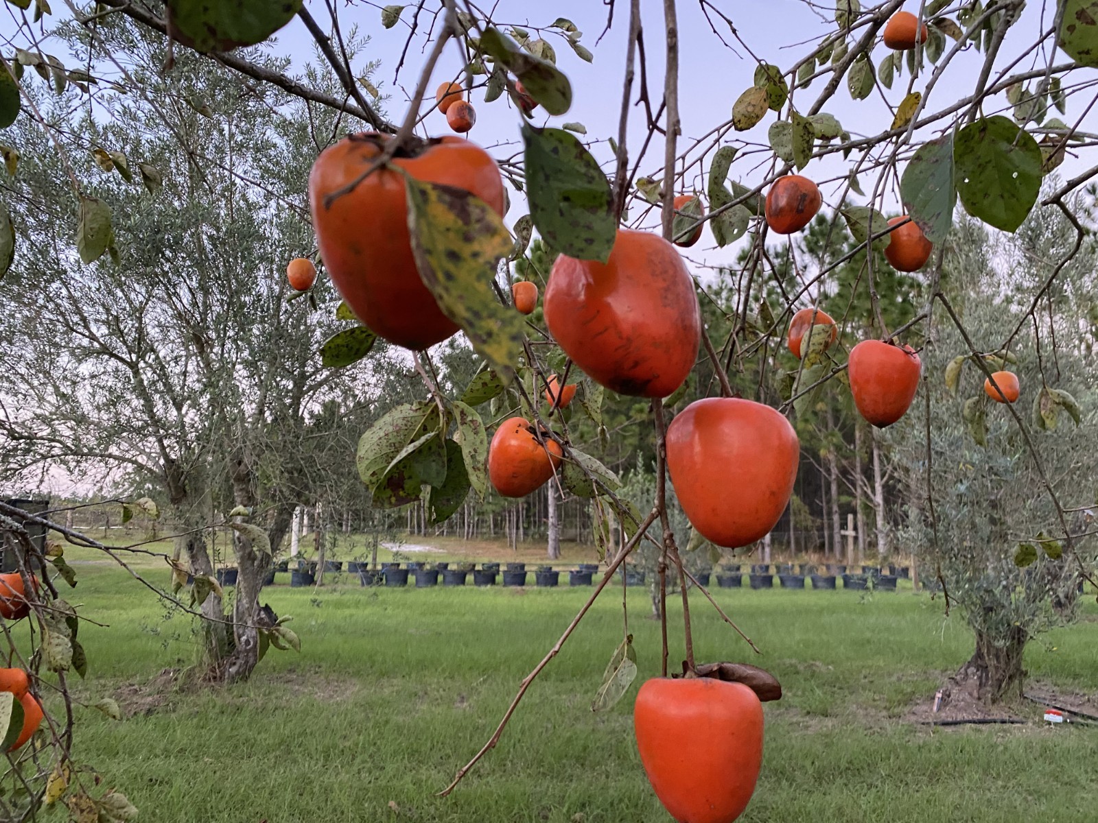 HACHIYA PERSIMMONS PULP (3- 2 cup Packages)