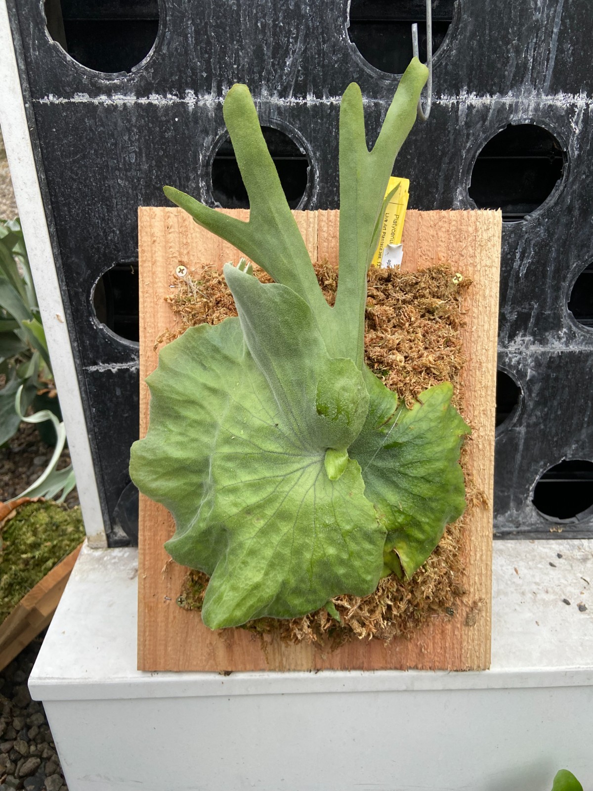 Platycerium grande – mounted plaque