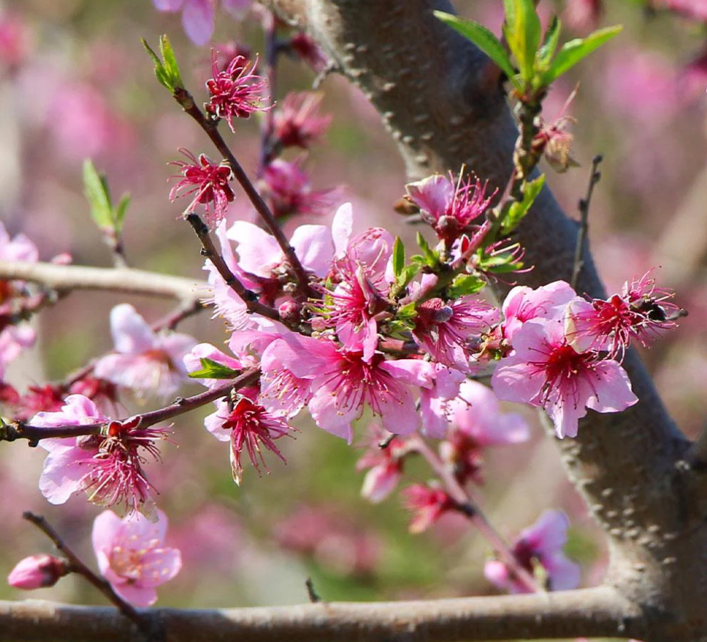 Live Donut Peach Tree – 3 Gal Pot – Approx. 2-3 Feet Tall – Fruit-Bearing Tree
