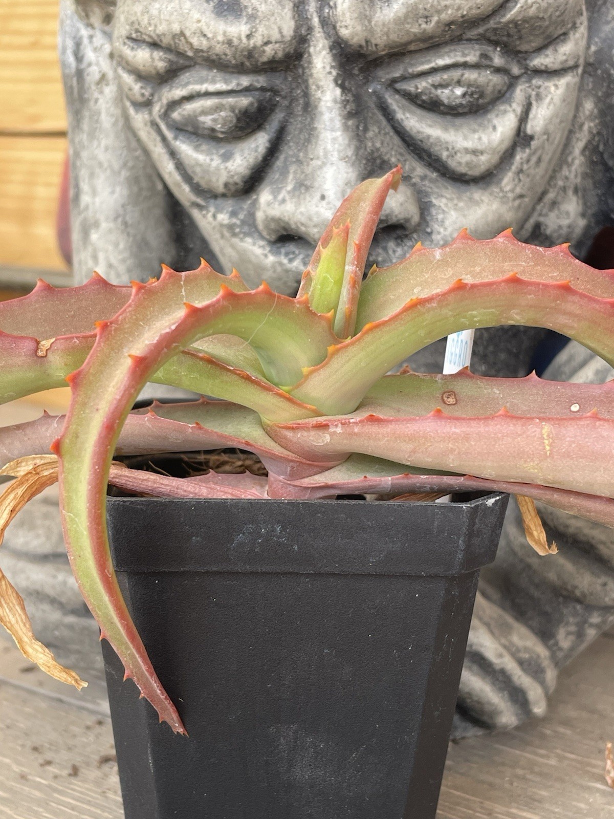 Aloe VANBALENII — rare OCTOPUS aloe seedling — SUPER NICE!!