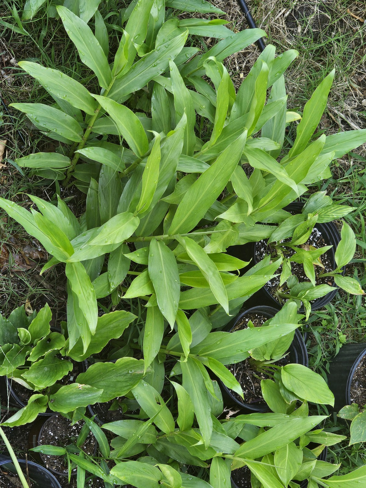 3 Plants Alpinia Officinarum Lesser Galangal Ginger 12 Inches Medicinal.