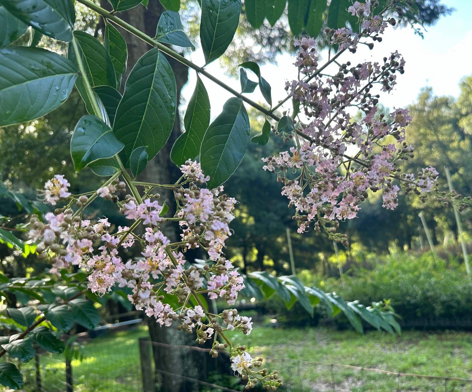 Osage Crape Myrtle: Unique and Delicate Blooms with Rapid Growth