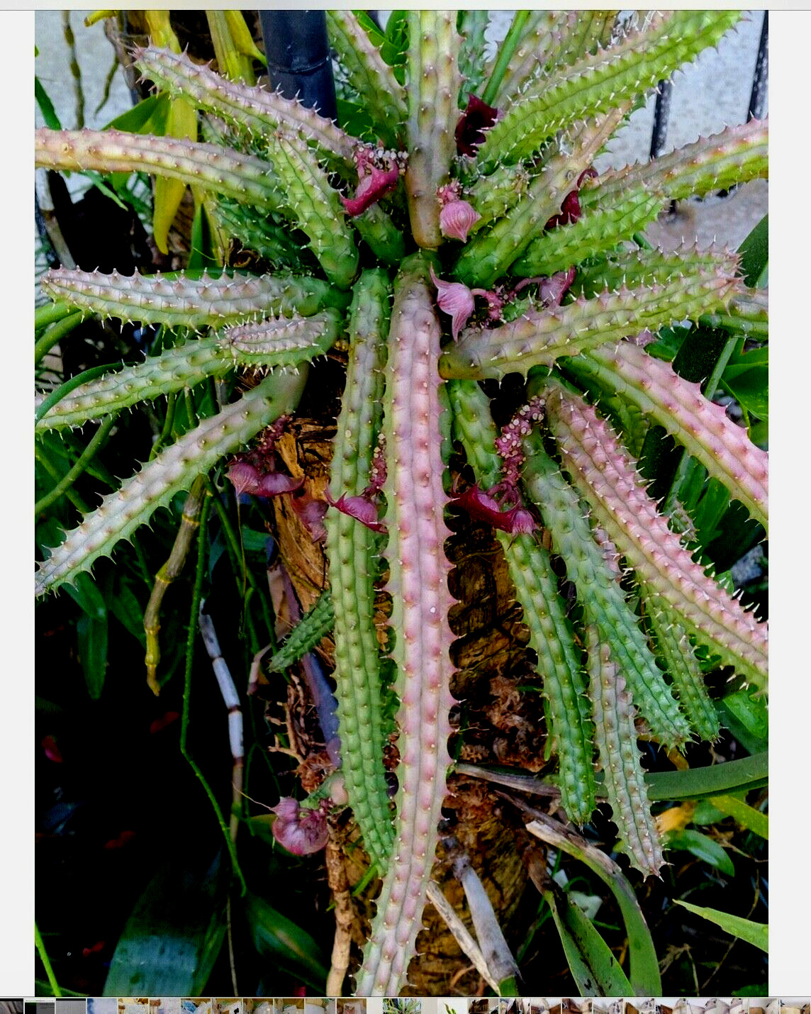 Bunch Save-7X10”extra long rooted cuttings-Red Dragon Huernia Macrocarpa