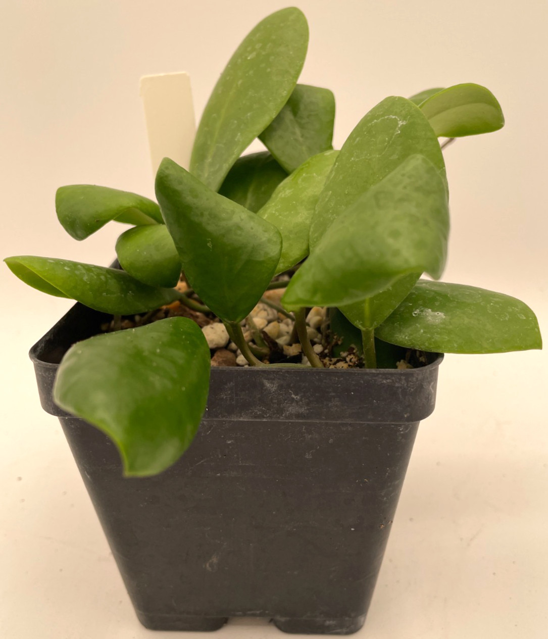 Hoya Lucardenasiana RARE! Well Rooted In 3.5″ pot – Very Healthy – Houseplants