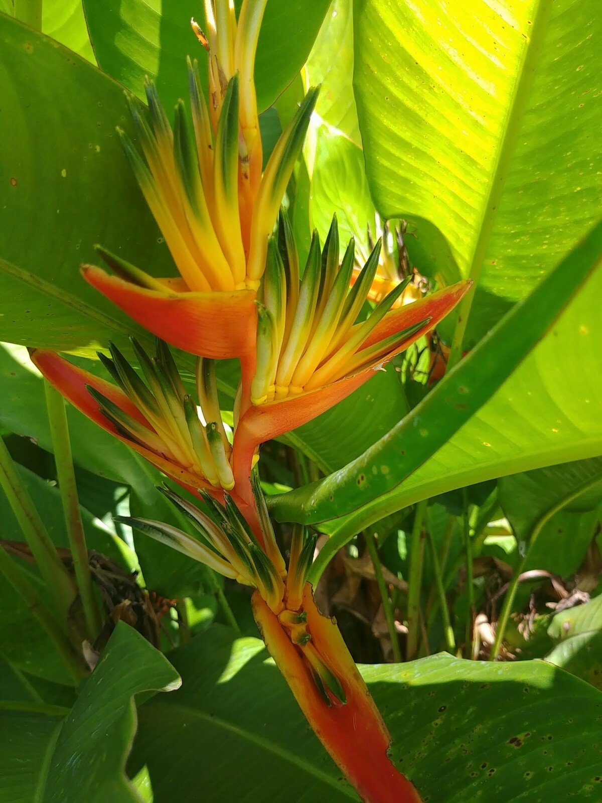HELICONIA GUYANA LIVE RHIZOME TROPICAL PLANT EXOTIC