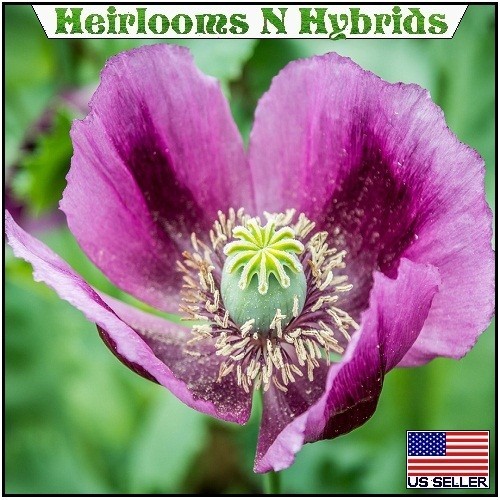 20,000 Hungarian Poppy Seeds Stratified Papaever Somniferum Import For Planting