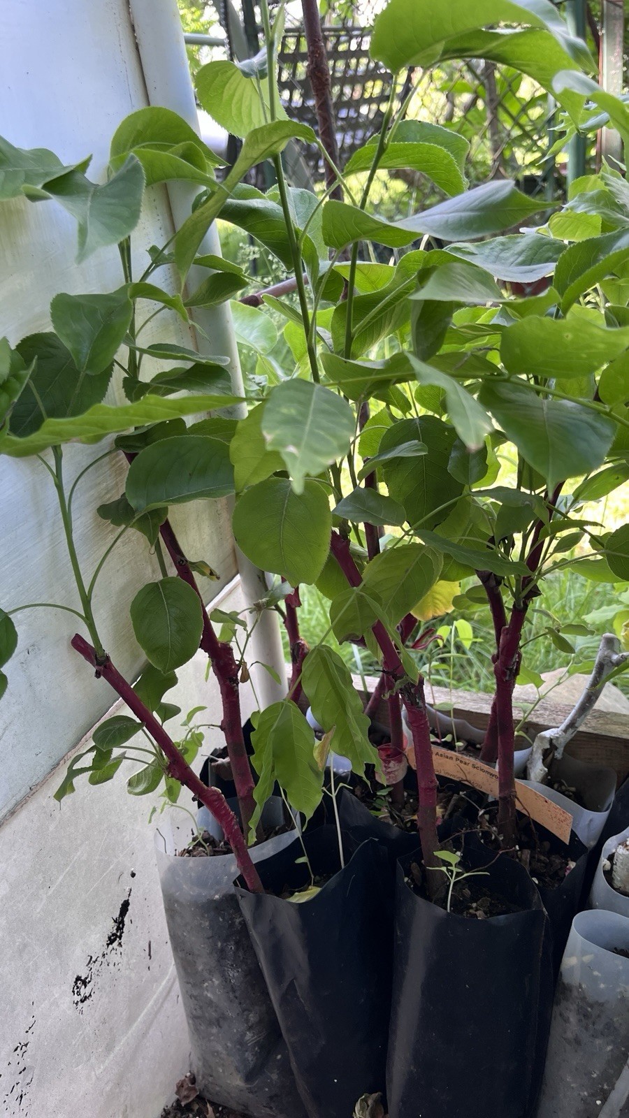 8-12” tall Hosui Asian Pear Tree, grafted plant, potted