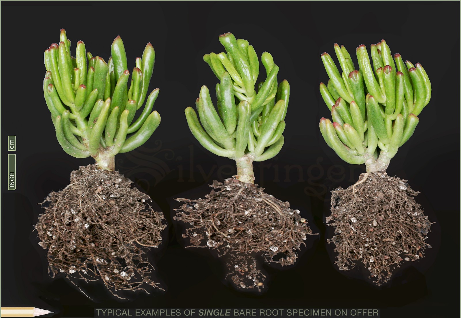Crassula Ovata Gollum Fingers Monstrose Spoon Jade Succulent Plant