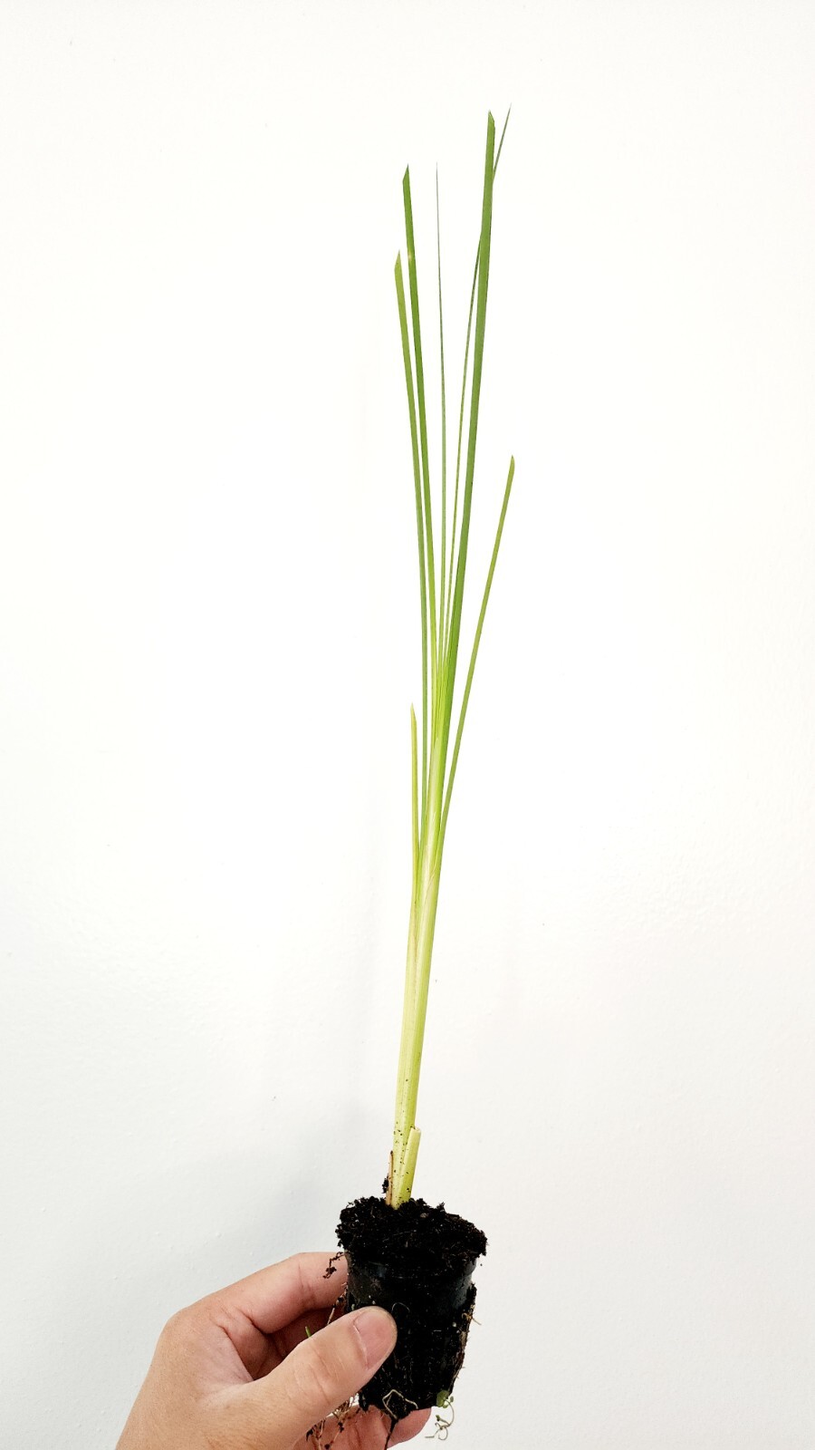 Live Cold Hardy Dwarf Cattail Aquatic Marginal Pond Plant