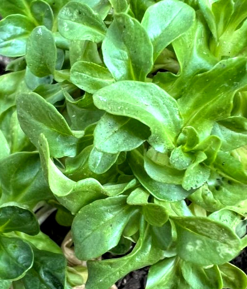 Vit Mache Corn Salad 200+ Seeds NON-GMO–BUY 4 ITEMS FREE SHIPPING