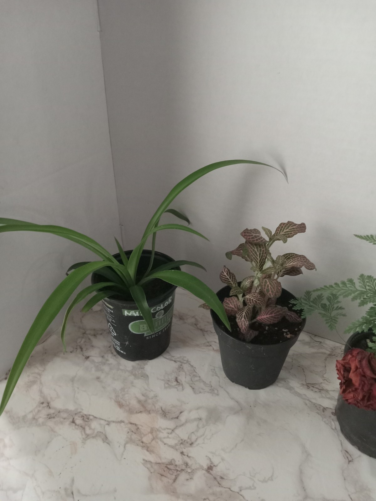 3 Live Plants Bundle, Fantasy Fern,Pink Fittonia, Spider Plant.