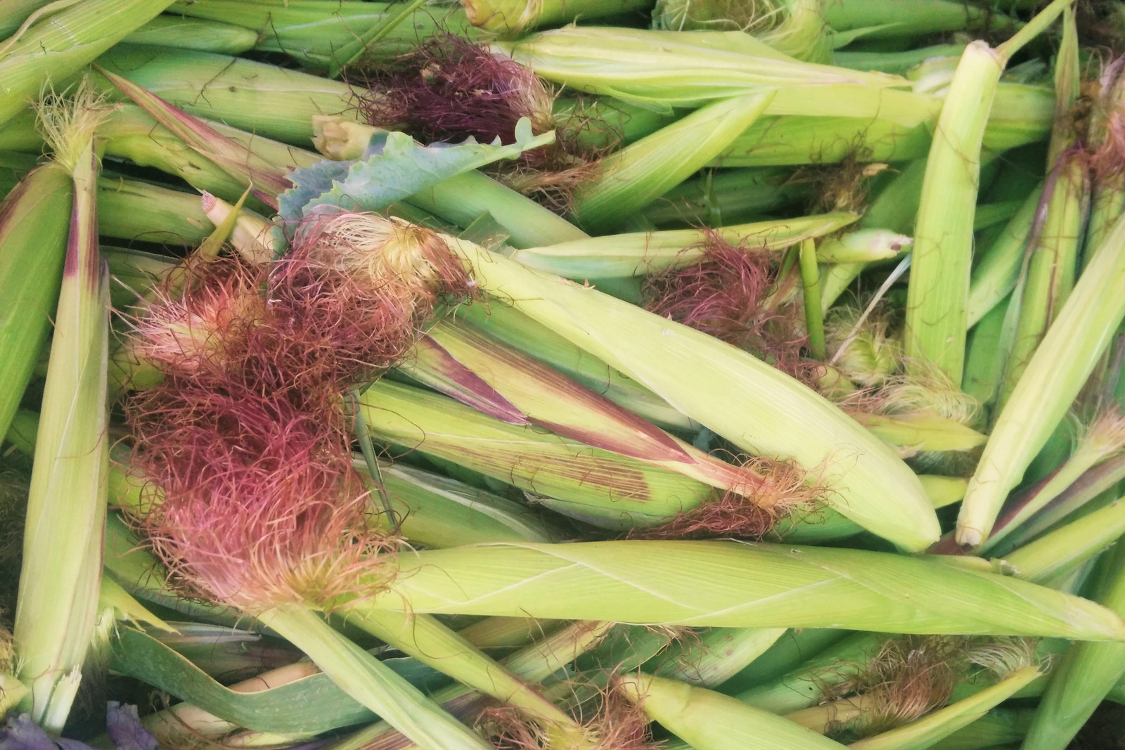 Baby Corn Seeds | Completely Edible White Asian Japanese Hulless Corn Seeds 2024
