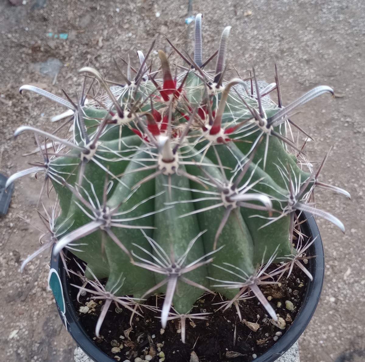 Ferocactus herrerae Super Spiral Barrel Cactus Gets Big 177