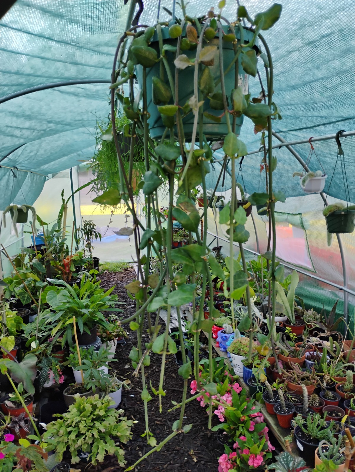 Ceropegia Sandersonii 8″ Pot – Well Rooted! Parachute Plant