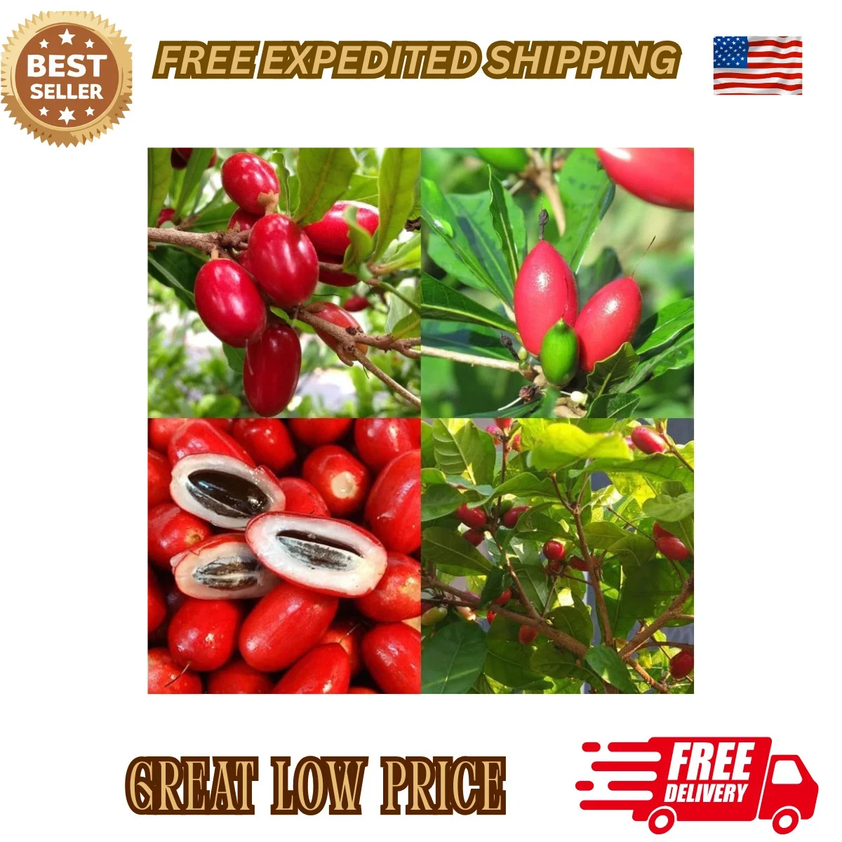 35+Tropical Miracle Berry Fruit Seed for Planting Outdoor-Edible Fruit Berries P