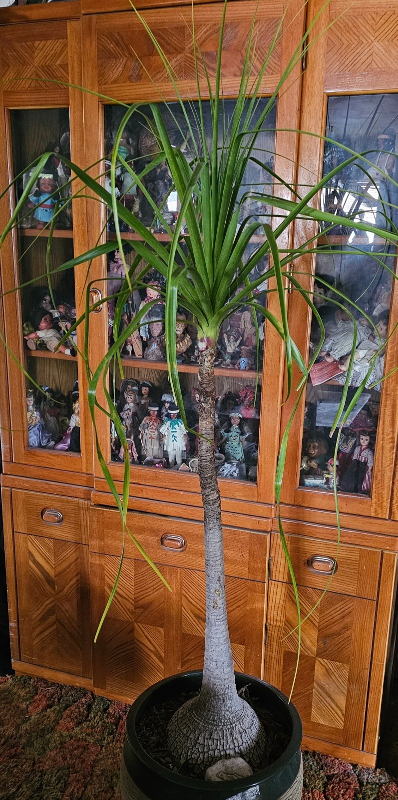 ponytail palm plant Beaucarnea Recurvata