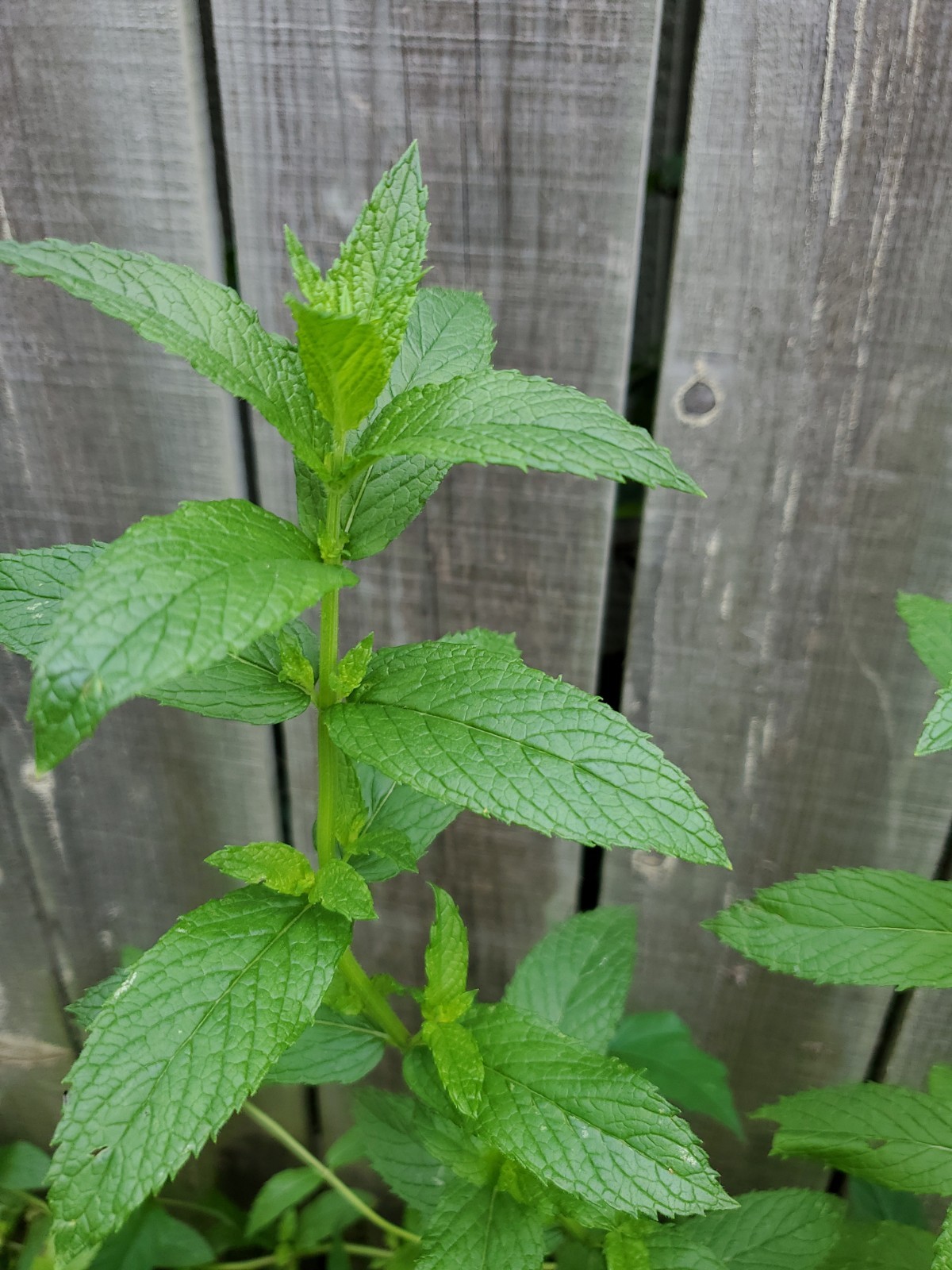 Mojito Mint Live Root