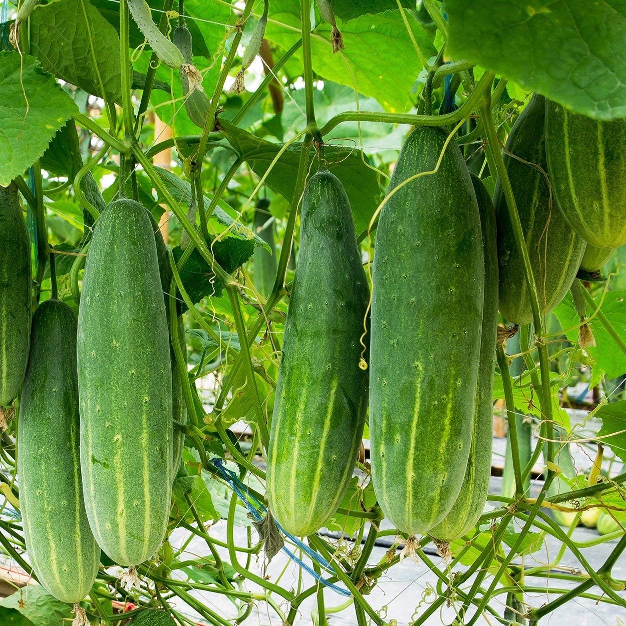 Organic Cucumber Seeds (Marketmore 76) – Approx 100 – USDA Green