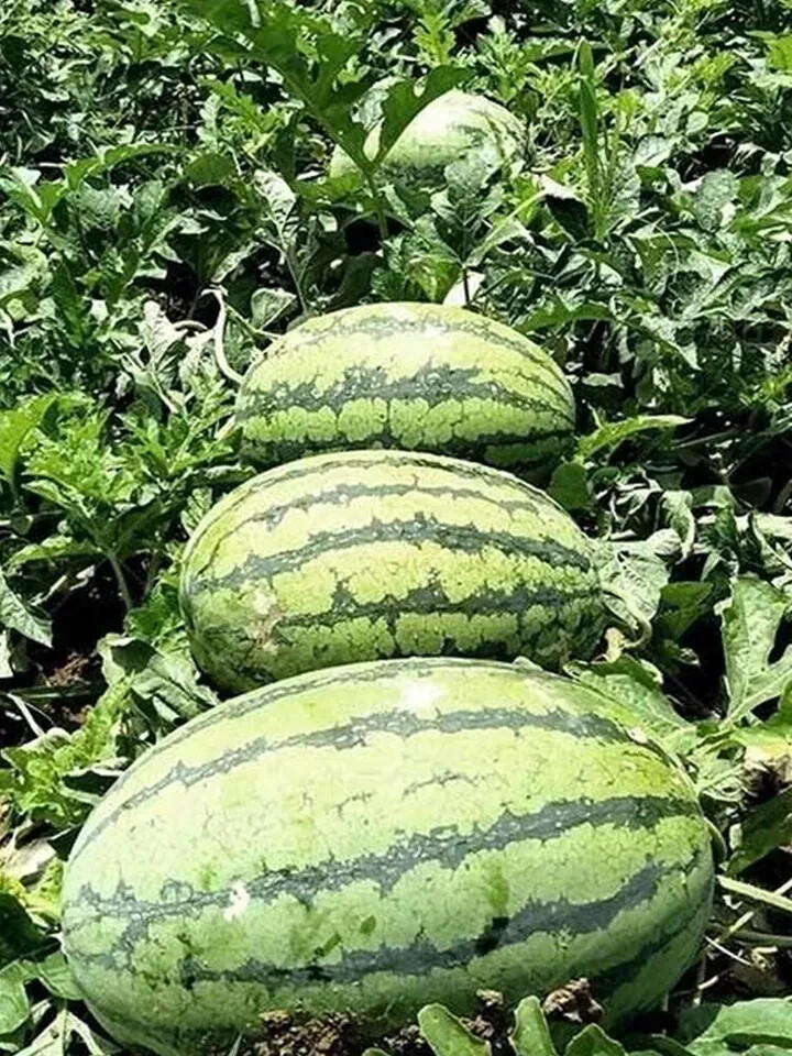 Giant Red Watermelon Seeds