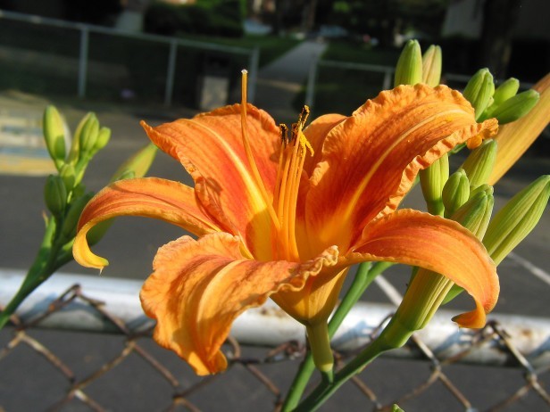 WILD DAYLILY 10 fans root systems Ditch Lily