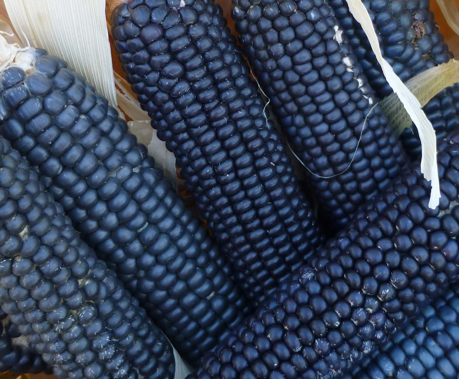 Rio Grande Blue Ornamental Corn Seeds | Hopi Azul Flint Indian Dent Seed 2024