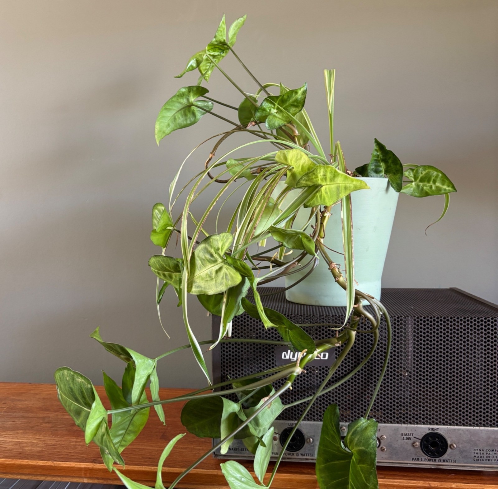 Live Arrowhead Plant & Spider Plant Combo in 6.5″ Ceramic Pot Indoor Houseplant