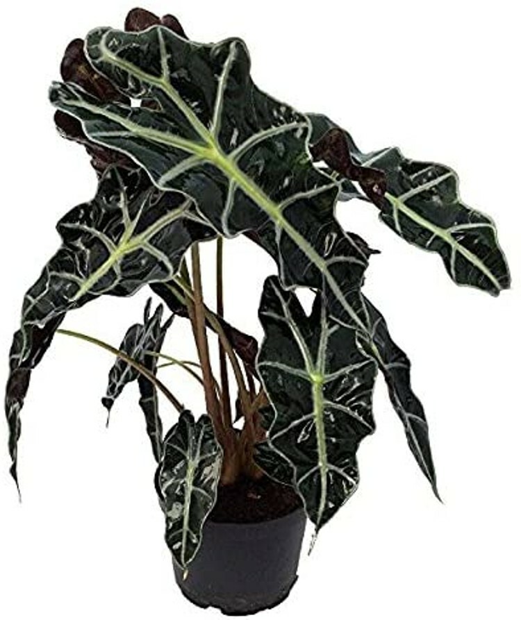 Polly African Shield Black Alocasia Amazon Easy Grow Indoors Live Plant 6″ Pot