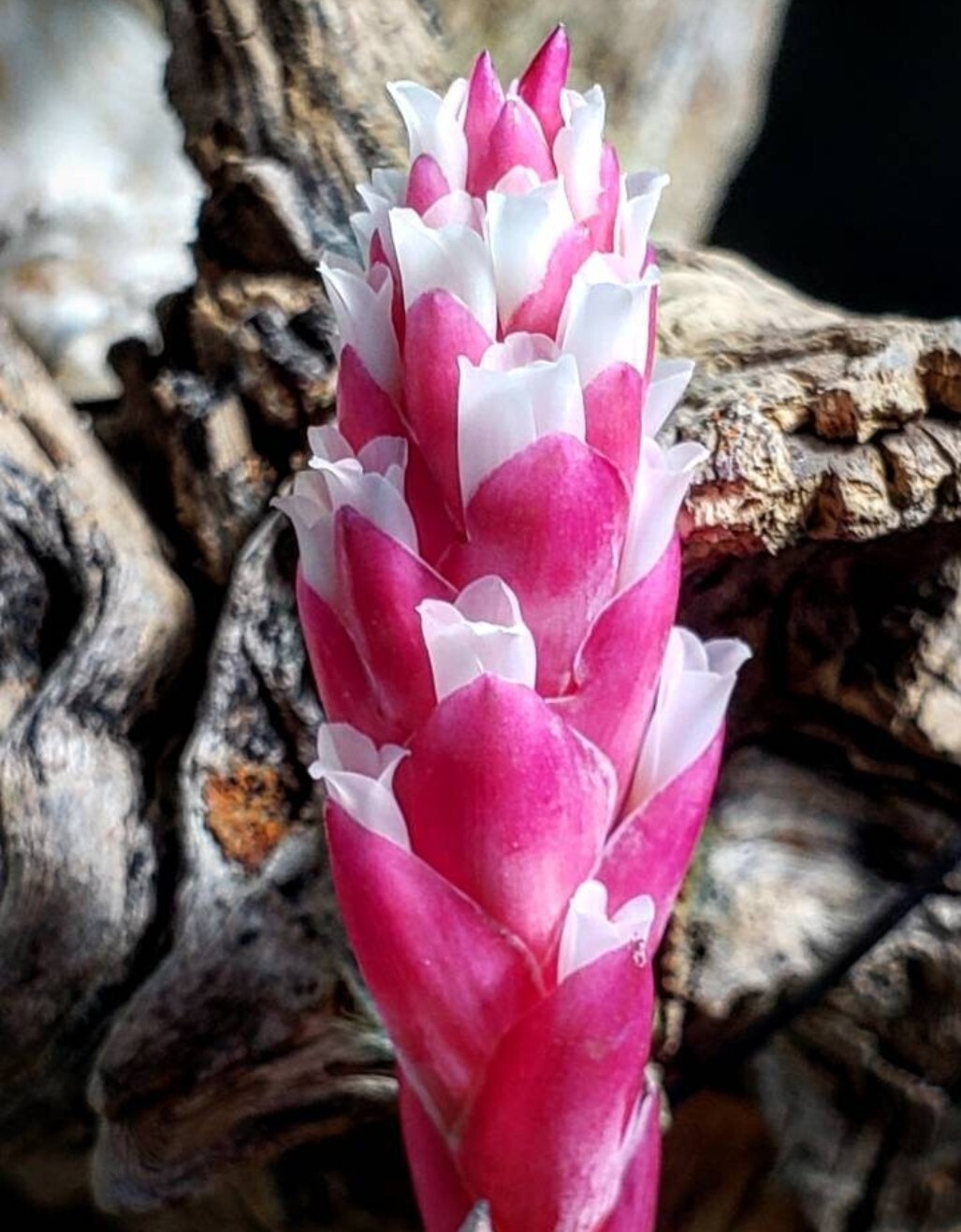 2 Year Supply Air Plant Food, Fertilizer For Beautiful Tillandsia
