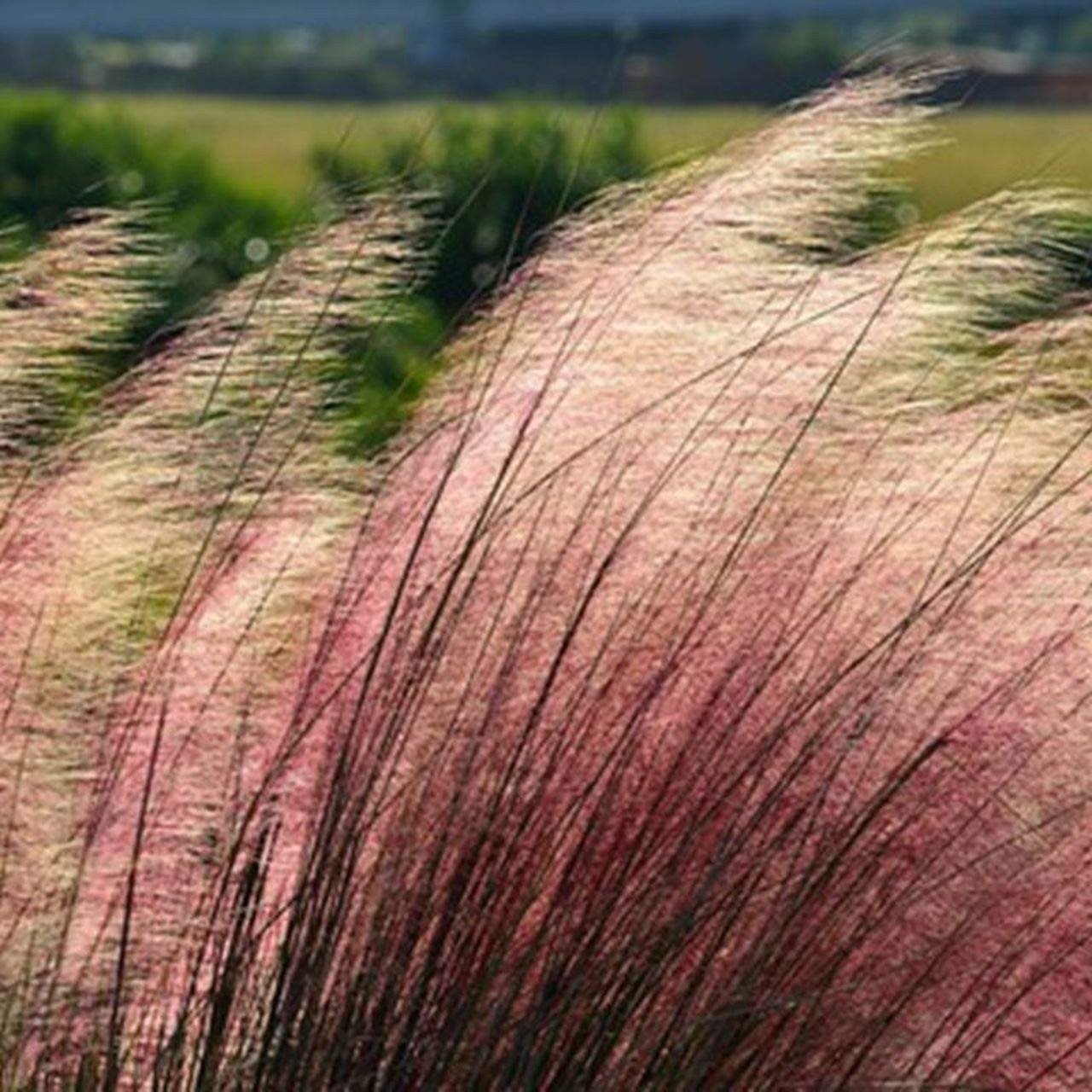 Muhly Grass | 2 Inch | 30 Live Plants | Muhlenbergia | Ornamental Border
