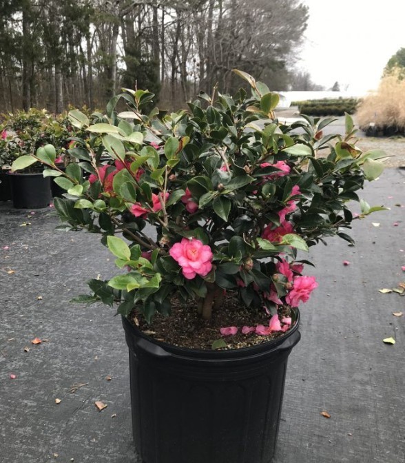 Garden Kanjiro Camellia in3 GalPot OutdoorFlowering Starter Plant Ready to Plant
