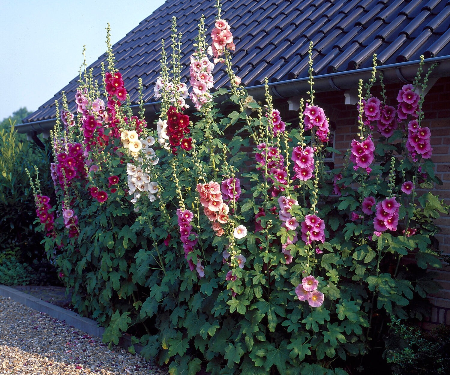 Hollyhock Mix Flower Seeds (50) Fifty Seeds. Free Shipping!